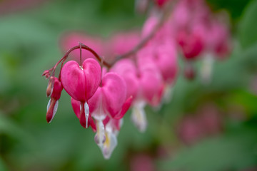 bleeding heart flowers, also known as 'lady in the bath'or lyre flower, photographed in Surrey, UK....