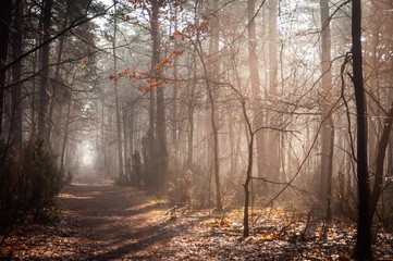 A straight and wide path leads through a mysterious, misty forest.