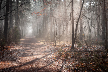 A straight and wide path leads through a mysterious, misty forest.