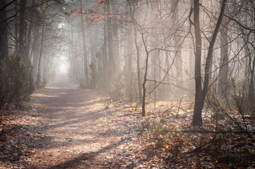 Obraz premium A straight and wide path leads through a mysterious, misty forest.