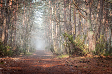 A straight and wide path leads through a mysterious, misty forest.