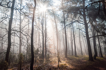Obraz premium Sun shines through mist in the forest.