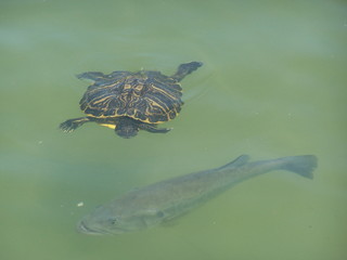 tortuga acuática peses