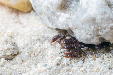 Scorpio hiding under a stone, close up