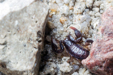 Scorpion creeps on the sand close up