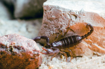 Scorpion sitting on a stone close up