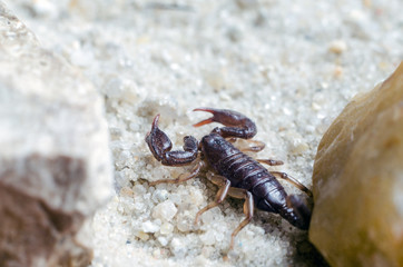 Scorpion creeps on the sand close up