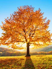 Peel and stick wall murals Destinations On the lawn covered with leaves at the high mountains there is a lonely nice lush strong tree and the sun rays lights through the branches with the background of blue sky. Beautiful autumn scenery.
