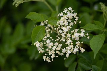 Black elderberry flower close-up on a background of green leaves. A branch of black elderberry with...