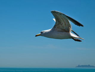 Seagull flying close up against sea and sky background. Prince islands, Turkey.