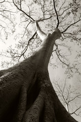 The trunk of a huge white tree on the background of a clear sky. Tropical tree Tetrameles.