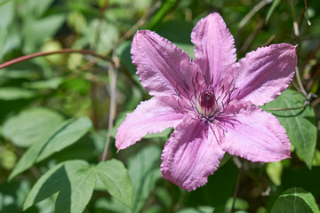Flower of pink clematis in the spring garden. Bush of lilac clematis.