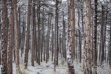 snow covered forest