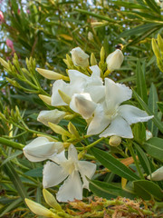 Fototapeta na wymiar White Nerium Oleander Buds Flowering in Green Leaves