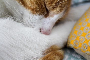 Chat qui dort et se repose au chaud