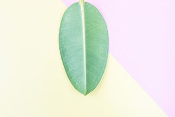 Ficus leaf on pink-yellow. Summer bright colors. Natural background, minimalism, geometry, flat lay, top view, design. Summer trend. Copy space.