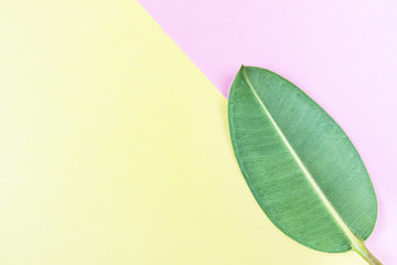 Fototapeta premium Ficus leaf on pink-yellow. Summer bright colors. Natural background, minimalism, geometry, flat lay, top view, design. Summer trend. Copy space.