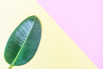 Ficus leaf on pink-yellow. Summer bright colors. Natural background, minimalism, geometry, flat lay, top view, design. Summer trend. Copy space.