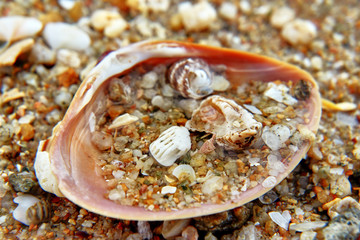 Shells with stones