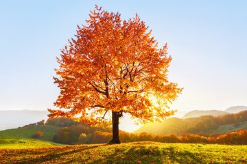 Sur la pelouse couverte de feuilles dans les hautes montagnes, il y a un bel arbre luxuriant et solitaire et les rayons du soleil s& 39 allument à travers les branches sur fond de ciel bleu. Beau paysage d& 39 automne.