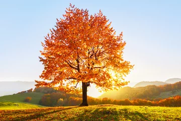 Fototapete Bereich Auf dem mit Blättern bedeckten Rasen im Hochgebirge steht ein einsamer schöner üppiger starker Baum und die Sonnenstrahlen leuchten durch die Äste mit dem Hintergrund des blauen Himmels. Schöne Herbstlandschaft.