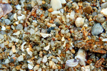 shells on the beach