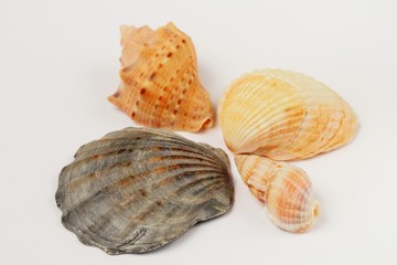 Seashells of different types of natural color four pieces on a white background, high contrast.