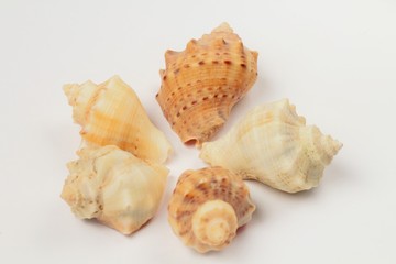 Seashells five pieces of the same type Rapan, bright colors, high contrast, white background.