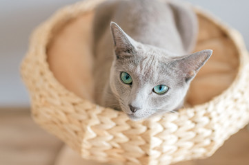 Fototapeta na wymiar Lovely little kitten resting in bed. Indoor home portrait of purebred adorable cat lying with funny facial expression in cat house on gray background. Russian blue cat relaxing in straw basket.