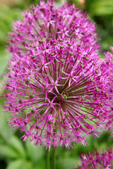Allium giganteum. Purple flowers in the garden