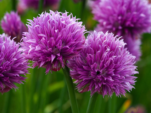 Closeup of pretty purple chive flowers