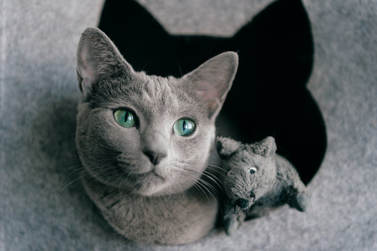 Portrait of purebreed russian blue cat with funny expressive muzzle play and have with toy mouse at cat house. Set of actions of blue eyed female kitty and its enemy - toy mouse. Animals frinedship