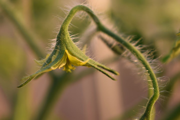 Floral brush on the Bush tomatoes.Grow delicious tomatoes.