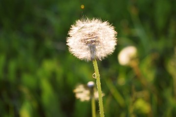 Beautiful spring meadow.Dandelions on the green grass.