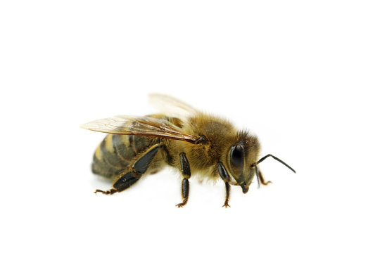bee macro side view isolated on white background, close up of honeybee