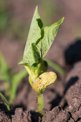 small bean sprout from the ground
