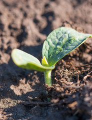 small pumpkin sprout from the ground