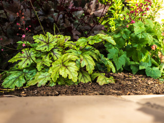 OLYMPUS DIGITAL CAMERA - LOW ANGLE