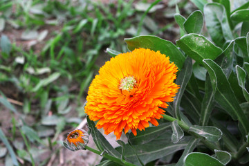 Orange Flower Closeup