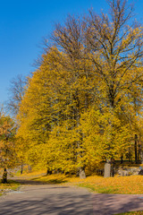 Landscape view of the autumn park