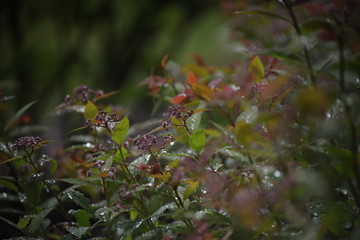 Brązowe liście z kroplami deszczu