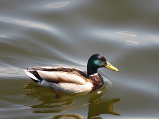 duck floating in the water of the bay