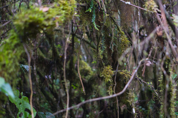 PLANTS