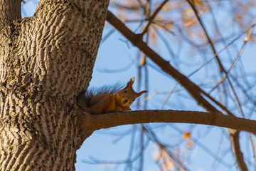 Cute squirrel on the tree in park