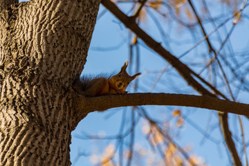 Cute squirrel on the tree in park