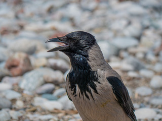 Adult crow on the beach close portrait