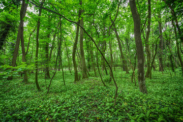 green forest in spring time