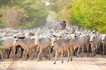 a herd of cattle driven by a Gaucho 