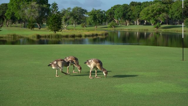 Los patos est&aacute;n comiendo en el green de un campo de golf.