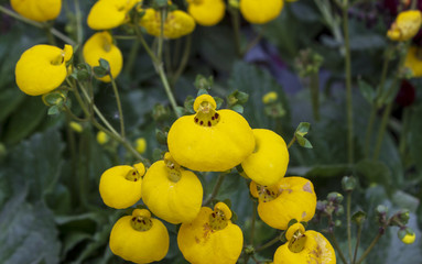 Yellow calceolaria ladys purse slipper flower